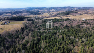 DUŻY LAS JODŁOWO-BUKOWY W SZERZYNACH 490HA - Szerzyny  -
małopolskie Zdjęcie nr 5