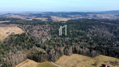DUŻY LAS JODŁOWO-BUKOWY W SZERZYNACH 490HA - Szerzyny  -
małopolskie Zdjęcie nr 6