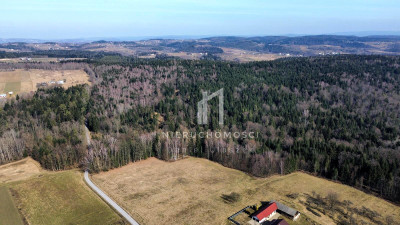 DUŻY LAS JODŁOWO-BUKOWY W SZERZYNACH 490HA - Szerzyny  -
małopolskie Zdjęcie nr 7