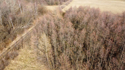 LAS OLCHOWY PIELGRZYMKA GM OSIEK JASIELSKI 165HA - Pielgrzymka  -
podkarpackie Zdjęcie nr 12