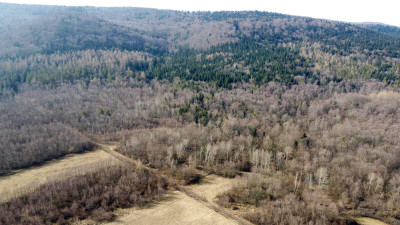 LAS OLCHOWY PIELGRZYMKA GM OSIEK JASIELSKI 165HA - Pielgrzymka  -
podkarpackie Zdjęcie nr 6