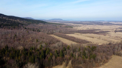 LAS OLCHOWY PIELGRZYMKA GM OSIEK JASIELSKI 165HA - Pielgrzymka  -
podkarpackie Zdjęcie nr 7