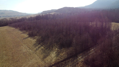 LAS OLCHOWY PIELGRZYMKA GM OSIEK JASIELSKI 165HA - Pielgrzymka  -
podkarpackie Zdjęcie nr 9