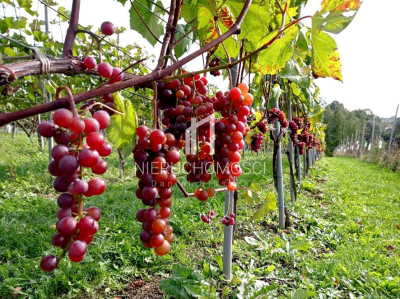 FOREMNA DZIAŁKA BUDOWLANA Z WZ ŻÓŁKÓW GM JASŁO 27AR - Żółków  -
podkarpackie Zdjęcie nr 7