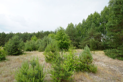 Wólka Smolana gm Brochów 5 działek - Wólka Smolana  -
Mazowieckie Zdjęcie nr 4