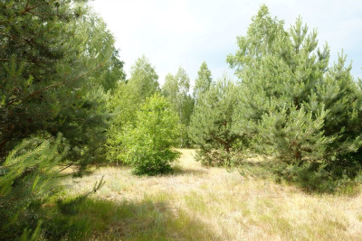 Wólka Smolana gm Brochów media las - Wólka Smolana  -
Mazowieckie Zdjęcie nr 7