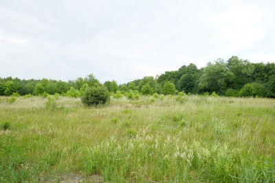 Wólka Smolana gm Brochów media las - Wólka Smolana  -
Mazowieckie Zdjęcie nr 8