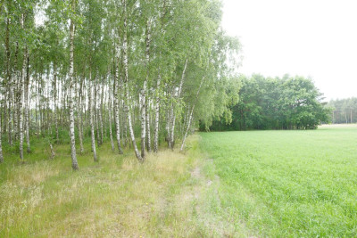 Wólka Smolana gm Brochów 5 działek - Wólka Smolana  -
Mazowieckie Zdjęcie nr 5