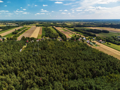 Duża działka leśna Piaseczno gm Cegłów - Piaseczno   -
mazowieckie Zdjęcie nr 12