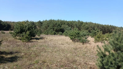 Na sprzedaż działka rekreacyjna - Silna -
lubuskie Zdjęcie nr 12