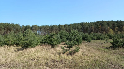 Na sprzedaż działka rekreacyjna - Silna -
lubuskie Zdjęcie nr 13