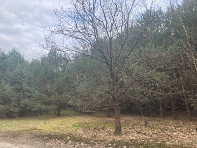 Na sprzedaż działka budowlana - Lubień -
wielkopolskie Zdjęcie nr 6