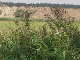 Na sprzedaż działka rolna - Brójce -
lubuskie Zdjęcie nr 4