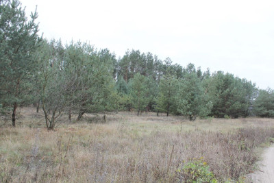 Na sprzedaż działka budowlana - Prądki -
kujawsko-pomorskie Zdjęcie nr 3