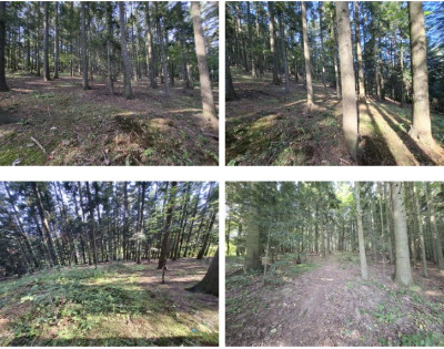 Syndyk sprzeda udział w działce leśnej  borze świerkowym - Przyszowa  -
małopolskie Zdjęcie nr 2