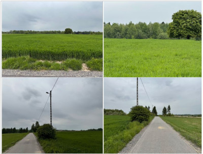 Syndyk sprzeda dwie działki rolne za 50 ceny - Biały Kościół  -
małopolskie Zdjęcie nr 4