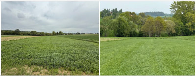 Syndyk sprzeda dwie działki rolne za 50 ceny - Biały Kościół  -
małopolskie Zdjęcie nr 6