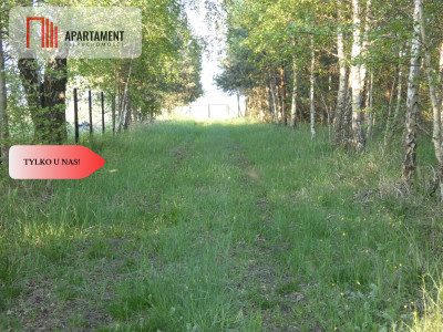 Działka nad jeziorem Zioło - Tylko u nas - Rogowo  -
Kujawsko-Pomorskie Zdjęcie nr 8