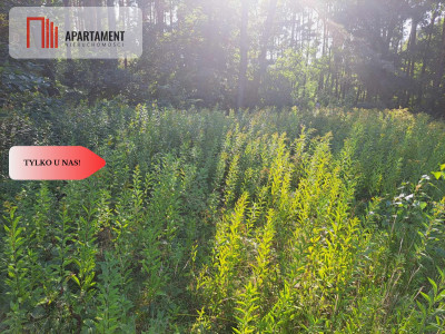 Działka 10 ar budowlana przy ścianie lasu - Klęka  -
Dolnośląskie Zdjęcie nr 12