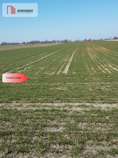 Tylko u Nas Działka w gm Dobrcz - Trzebień  -
Kujawsko-Pomorskie Zdjęcie nr 2