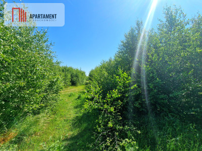 Tylko u Nas Działka wśród brzózek Piękne miejsce - powiat świecki  -
Kujawsko-Pomorskie Zdjęcie nr 6