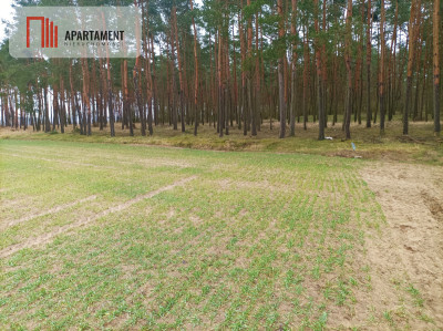 Piękna spokojna okolica ze ścianą lasu - Borówno  - Kujawsko-Pomorskie