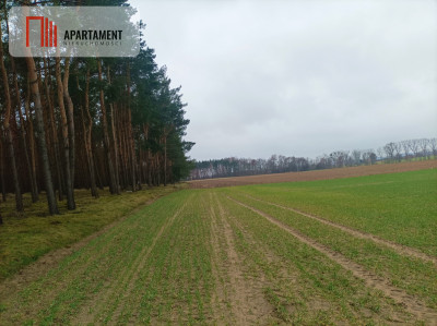 Piękna spokojna okolica ze ścianą lasu - Borówno  -
Kujawsko-Pomorskie Zdjęcie nr 5