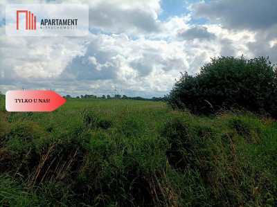 LAS z łąką ANIELINY SADKI 270mkw - Anieliny  - Kujawsko-Pomorskie