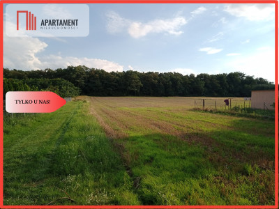 Działki pod lasem - Barcin-Wieś  -
Kujawsko-Pomorskie Zdjęcie nr 2