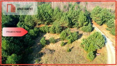 Tylko u nas Zadrzewiona działka pod zabudowę Bory - Branica  - Kujawsko-Pomorskie