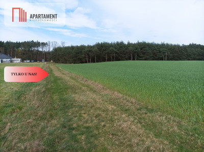 TYLKO U NAS  PIĘKNA OTOCZONA BORAMI DZIAŁKA  - Radańska  -
Kujawsko-Pomorskie Zdjęcie nr 4