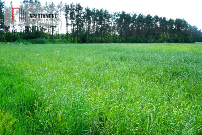 Urokliwe działki nad jeziorem Brzuchowo - Płocicz  -
Kujawsko-Pomorskie Zdjęcie nr 5