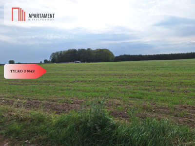 Działka pod inwestycję Blisko drogi 3 - Sucha Górna  -
Dolnośląskie Zdjęcie nr 2