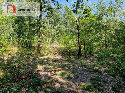 Działki blisko jeziora i plaży - Borzątew  -
Wielkopolskie Zdjęcie nr 7