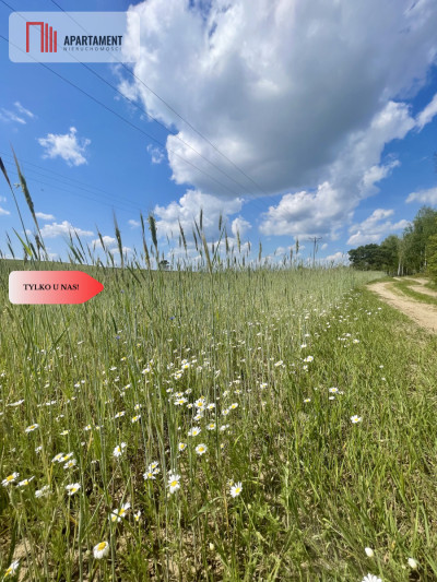 Działka w środku lasu - Strzelczyki  -
Wielkopolskie Zdjęcie nr 3