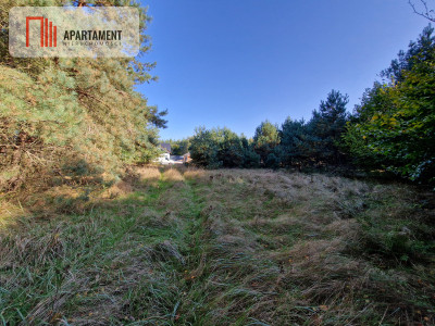 Działka budowlana z własnym lasem - Duszniki  -
Wielkopolskie Zdjęcie nr 2