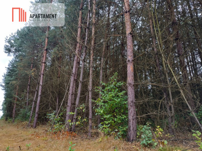 Przestronna działka blisko jeziora Deczno - Sulnówko  -
Kujawsko-Pomorskie Zdjęcie nr 11