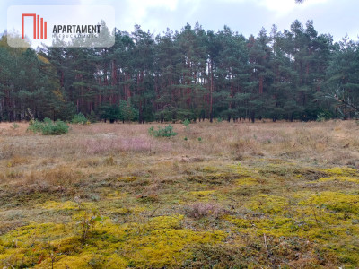 Przestronna działka blisko jeziora Deczno - Sulnówko  -
Kujawsko-Pomorskie Zdjęcie nr 4