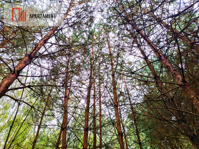 Przestronna działka blisko jeziora Deczno - Sulnówko  -
Kujawsko-Pomorskie Zdjęcie nr 7