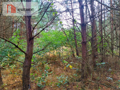 Przestronna działka blisko jeziora Deczno - Sulnówko  -
Kujawsko-Pomorskie Zdjęcie nr 8