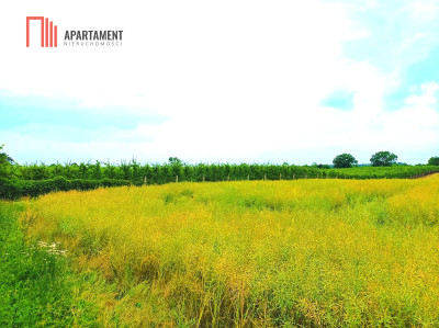 SCZUTKI 1552 m2 PIĘKNE CICHE ZDROWE MIEJSCE - Szczutki  -
Kujawsko-Pomorskie Zdjęcie nr 2