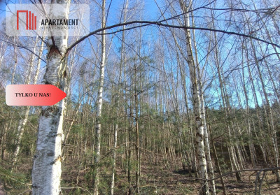 Dom wśród lasów  6317 mkw z projektem w Borach - Osłowo  -
Kujawsko-Pomorskie Zdjęcie nr 5