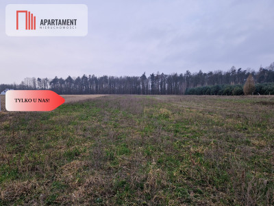 Działka budowlana ze ścianą lasu - Rogowo  -
Kujawsko-Pomorskie Zdjęcie nr 8