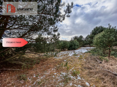 Tylko u nas Działka 3229m Krąplewice przy lesie - Krąplewice  -
Kujawsko-Pomorskie Zdjęcie nr 7