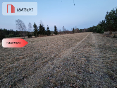 Spokojna okolica blisko lasu - Kwieki  -
Pomorskie Zdjęcie nr 5