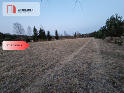 Spokojna okolica blisko lasu - Kwieki  -
Pomorskie Zdjęcie nr 6