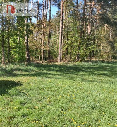 Dwie działki rolne  22 ha Górzna - Górzna  -
Wielkopolskie Zdjęcie nr 6