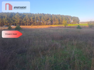 TYLKO U NAS  ATRAKCYJNA DZIALKA WSRÓD LASU - Borówno  -
Kujawsko-Pomorskie Zdjęcie nr 2