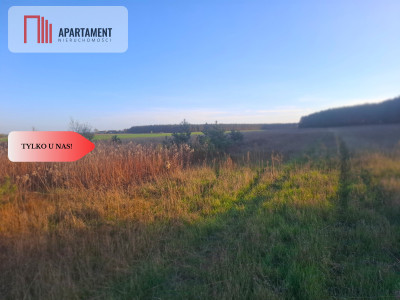 TYLKO U NAS  ATRAKCYJNA DZIALKA WSRÓD LASU - Borówno  -
Kujawsko-Pomorskie Zdjęcie nr 4