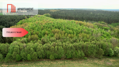 Gospodarstwo w głuszy Las Rzeka - Tomkowo  -
Kujawsko-Pomorskie Zdjęcie nr 8